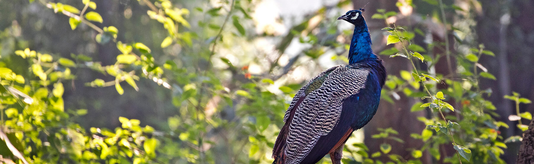 Birds perched on branches in the forests of Pench.