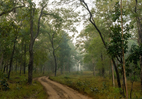 Habitat landscape view of Pench forest and open meadows.