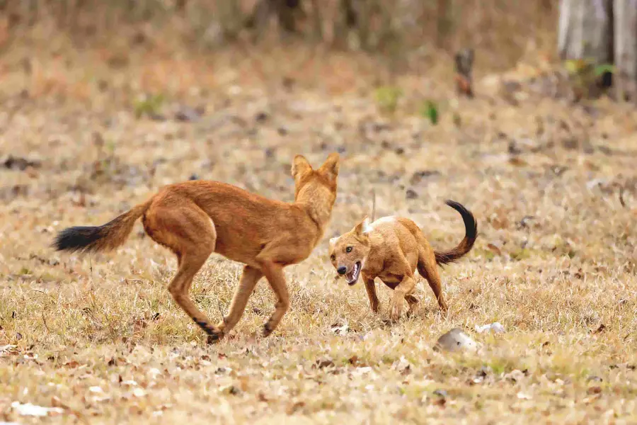 Pack of Indian wild dogs (dholes) in Pench landscape.