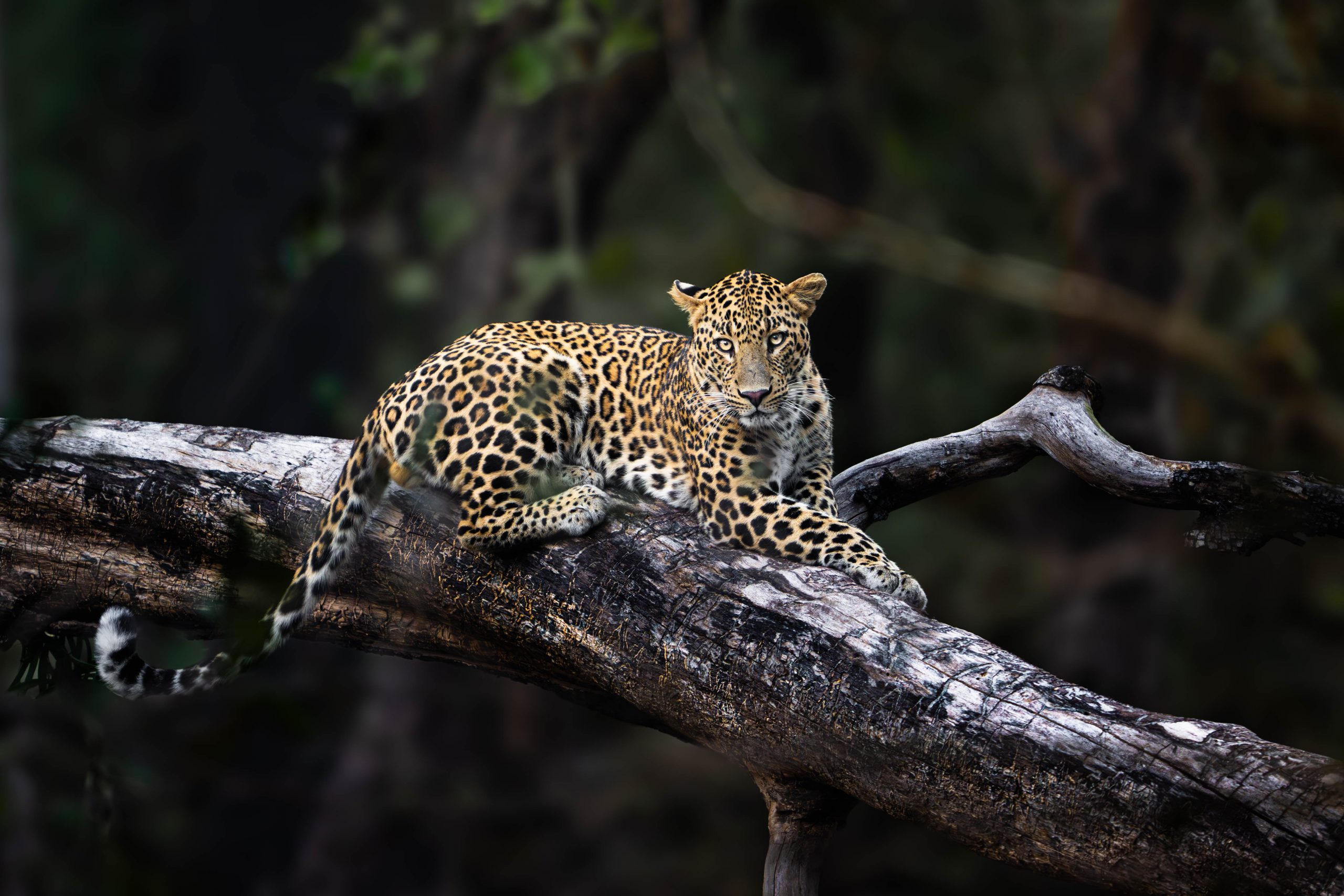 Leopard resting on a branch in the forests of Pench.