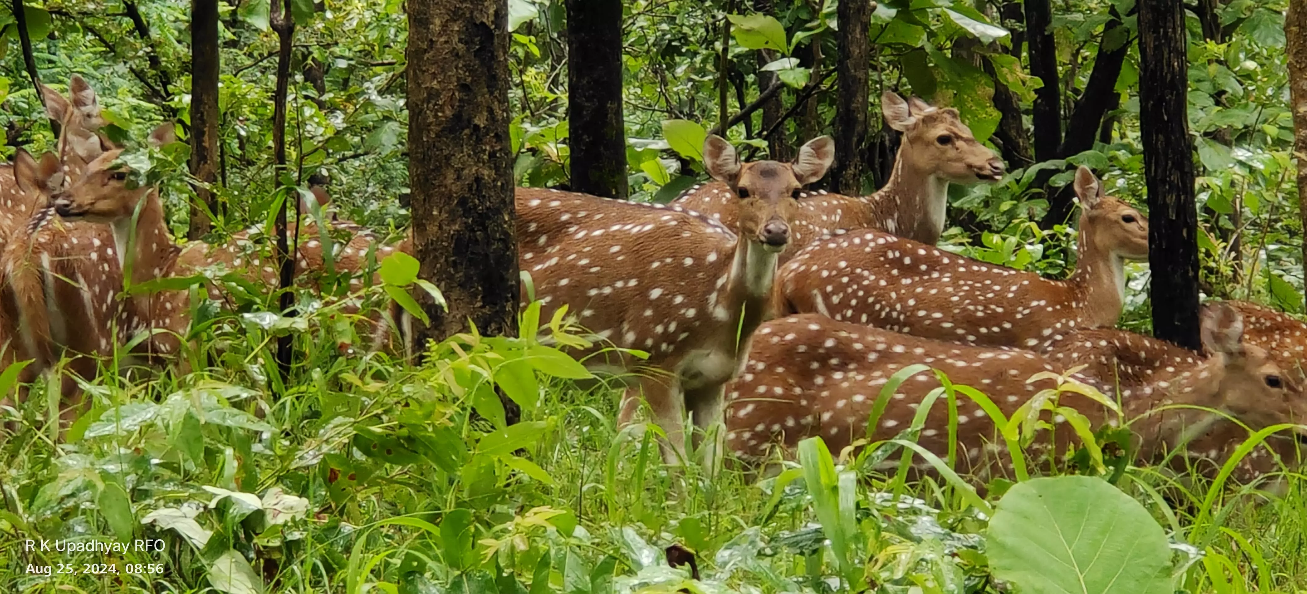 Herd of spotted deer grazing in the Pench forest.