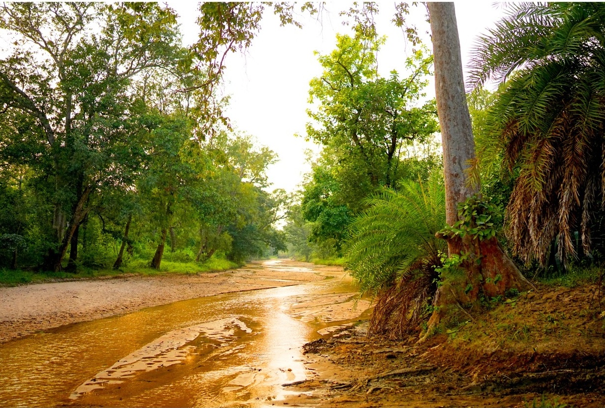 Rosewood Villas Pench forest stream view with clear water and overhanging trees.