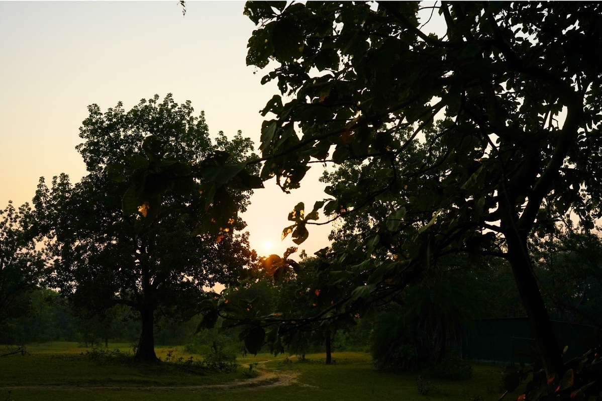 Rosewood Villas Pench sunset forest landscape with glowing sky above treetops.