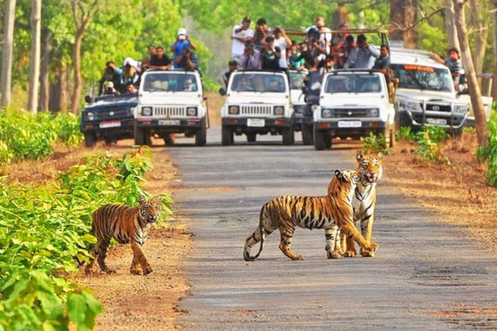 Bengal tiger walking on a forest track in Pench Tiger Reserve.